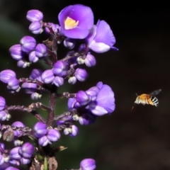 Amegilla sp. (genus) (Blue Banded Bee) at Brisbane City Botanic Gardens - 30 Mar 2024 by TimL