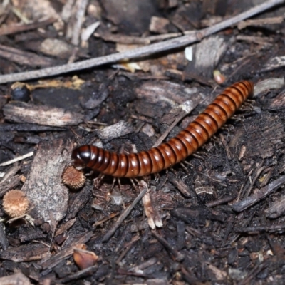 Unverified Millipede (Diplopoda) at Brisbane City Botanic Gardens - 30 Mar 2024 by TimL