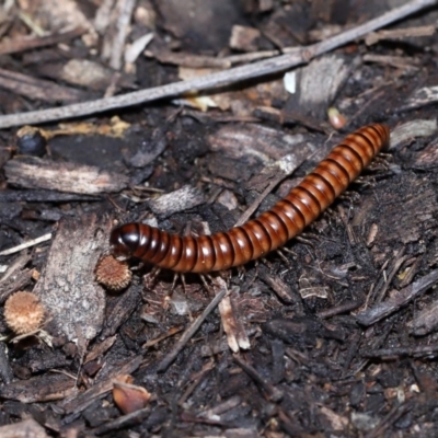 Unidentified Millipede (Diplopoda) at Brisbane City, QLD - 30 Mar 2024 by TimL