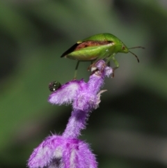 Unidentified Other true bug at Brisbane City, QLD - 30 Mar 2024 by TimL