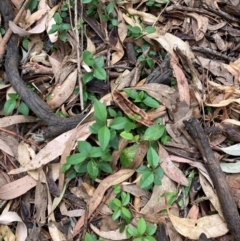 Ligustrum lucidum (Large-leaved Privet) at Hackett, ACT - 16 Mar 2024 by waltraud