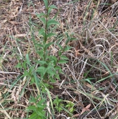 Ligustrum lucidum at Mount Majura - 16 Mar 2024