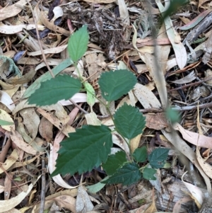 Celtis australis at Mount Majura - 16 Mar 2024