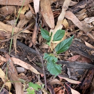 Celtis australis at Mount Majura - 16 Mar 2024