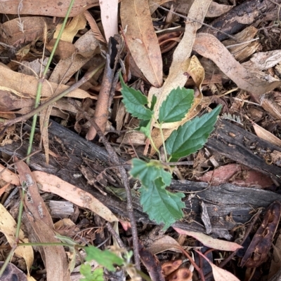 Celtis australis (Nettle Tree) at Hackett, ACT - 16 Mar 2024 by waltraud