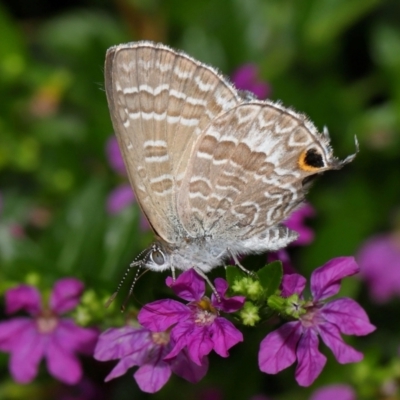 Unidentified Blue or Copper (Lycaenidae) at Brisbane City, QLD - 30 Mar 2024 by TimL