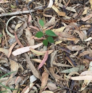 Celtis australis at Mount Majura - 16 Mar 2024 03:51 PM