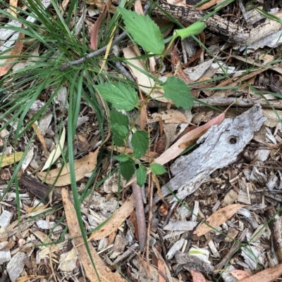 Celtis australis (Nettle Tree) at Mount Majura - 16 Mar 2024 by waltraud