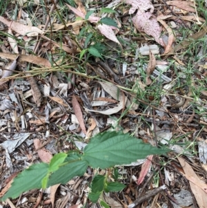 Celtis australis at Mount Majura - 16 Mar 2024