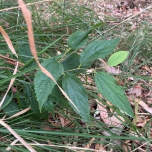 Celtis australis at Mount Majura - 16 Mar 2024