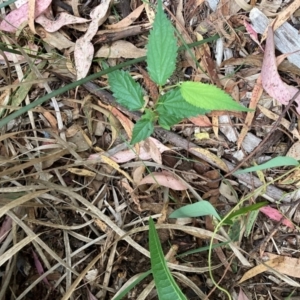 Celtis australis at Mount Majura - 16 Mar 2024