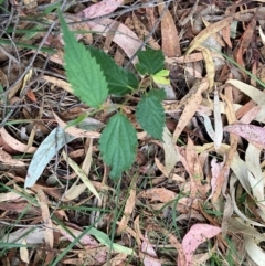 Celtis australis at Mount Majura - 16 Mar 2024 06:35 PM