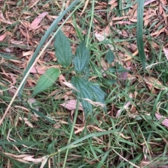 Celtis australis at Mount Majura - 16 Mar 2024 06:35 PM