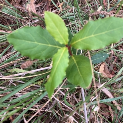 Laurus nobilis (Bay Tree) at Mount Majura - 16 Mar 2024 by waltraud