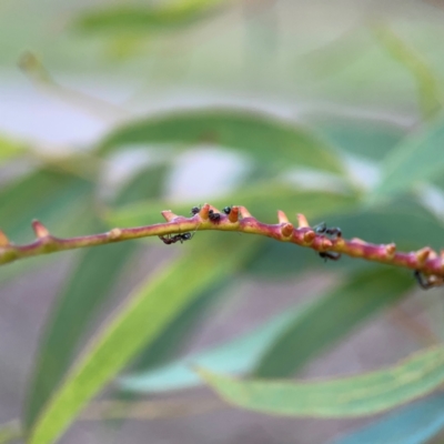 Unidentified Eucalyptus Gall at Parkes, ACT - 31 Mar 2024 by Hejor1