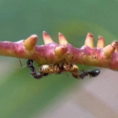 Eurymelinae (subfamily) at Commonwealth Park (CWP) - 31 Mar 2024 06:27 PM