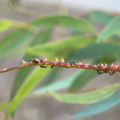 Eurymelinae (subfamily) at Commonwealth Park (CWP) - 31 Mar 2024