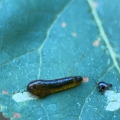 Caliroa cerasi (Pear and cherry slug) at Parkes, ACT - 31 Mar 2024 by Hejor1