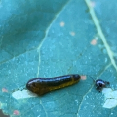 Caliroa cerasi (Cherry Slug Sawfly, Pear and Cherry Slug, Pear and Cherry Sawfly) at Commonwealth Park (CWP) - 31 Mar 2024 by Hejor1