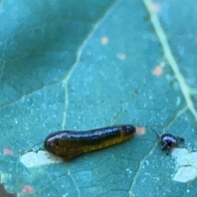 Caliroa cerasi (Cherry Slug Sawfly, Pear and Cherry Slug, Pear and Cherry Sawfly) at Mount Ainslie to Black Mountain - 31 Mar 2024 by Hejor1