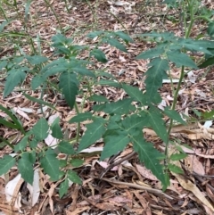 Solanum lycopersicum (Tomato) at Hackett, ACT - 16 Mar 2024 by waltraud