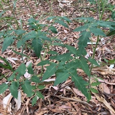 Solanum lycopersicum (Tomato) at Hackett, ACT - 16 Mar 2024 by waltraud