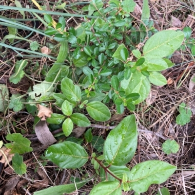 Viburnum tinus (Laurustinus) at Mount Majura - 17 Mar 2024 by waltraud