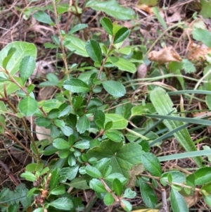 Pyracantha sp. at Mount Majura - 17 Mar 2024