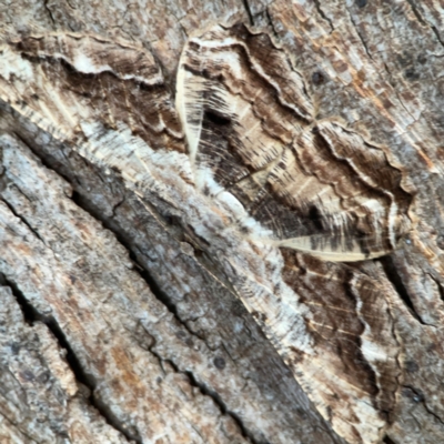 Scioglyptis lyciaria (White-patch Bark Moth) at Mount Ainslie to Black Mountain - 31 Mar 2024 by Hejor1
