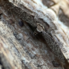 Scioglyptis lyciaria at Mount Ainslie to Black Mountain - 31 Mar 2024