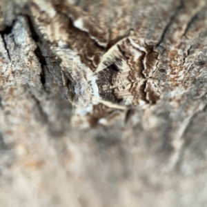 Scioglyptis lyciaria at Mount Ainslie to Black Mountain - 31 Mar 2024