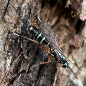 Xanthocryptus novozealandicus at Commonwealth & Kings Parks - 31 Mar 2024