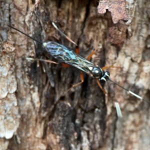 Xanthocryptus novozealandicus at Commonwealth & Kings Parks - 31 Mar 2024