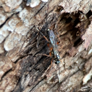 Xanthocryptus novozealandicus at Commonwealth & Kings Parks - 31 Mar 2024