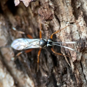 Xanthocryptus novozealandicus at Commonwealth & Kings Parks - 31 Mar 2024 06:37 PM