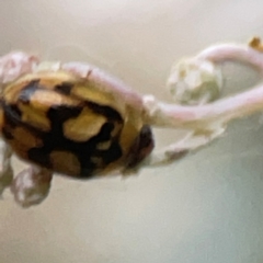 Peltoschema hamadryas (Hamadryas leaf beetle) at Mount Ainslie to Black Mountain - 31 Mar 2024 by Hejor1