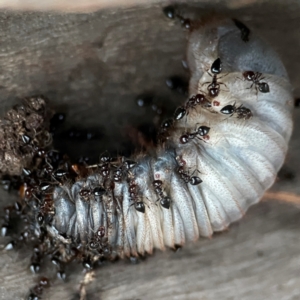 Crematogaster sp. (genus) at Mount Ainslie to Black Mountain - 31 Mar 2024