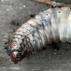 Crematogaster sp. (genus) at Mount Ainslie to Black Mountain - 31 Mar 2024