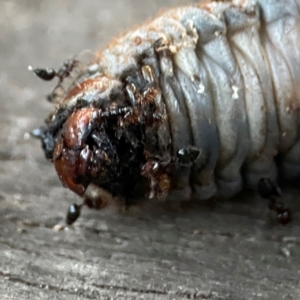 Crematogaster sp. (genus) at Mount Ainslie to Black Mountain - 31 Mar 2024