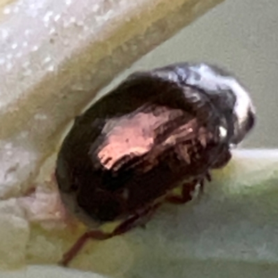 Ditropidus sp. (genus) (Leaf beetle) at Mount Ainslie to Black Mountain - 31 Mar 2024 by Hejor1