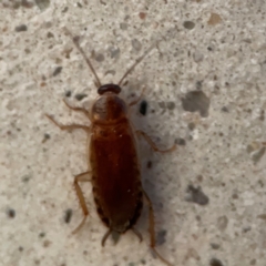 Unidentified Cockroach (Blattodea, several families) at Parkes, ACT - 31 Mar 2024 by Hejor1