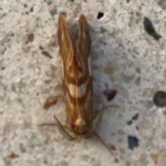 Anestia semiochrea at Mount Ainslie to Black Mountain - 31 Mar 2024