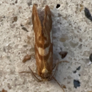 Anestia semiochrea at Mount Ainslie to Black Mountain - 31 Mar 2024