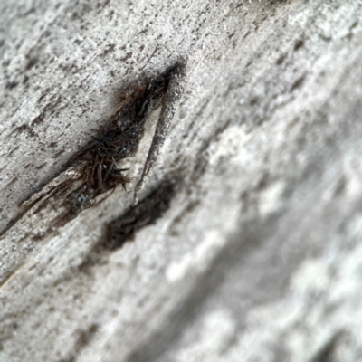 Psychidae (family) IMMATURE (Unidentified case moth or bagworm) at Parkes, ACT - 31 Mar 2024 by Hejor1