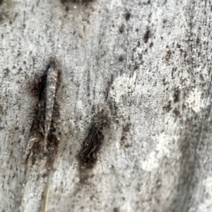 Psychidae (family) IMMATURE at Mount Ainslie to Black Mountain - 31 Mar 2024