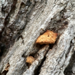 zz Polypore (shelf/hoof-like) at Mount Ainslie to Black Mountain - 31 Mar 2024