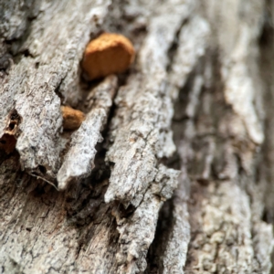 zz Polypore (shelf/hoof-like) at Mount Ainslie to Black Mountain - 31 Mar 2024