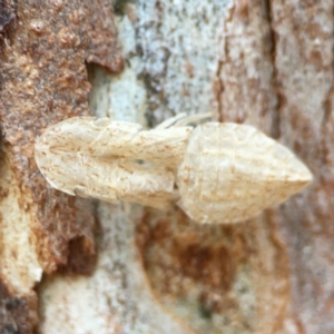 Ledromorpha planirostris at Commonwealth Park (CWP) - 31 Mar 2024