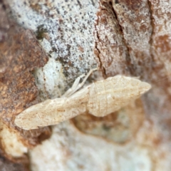 Ledromorpha planirostris at Commonwealth Park (CWP) - 31 Mar 2024 06:24 PM