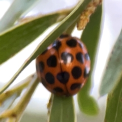 Harmonia conformis (Common Spotted Ladybird) at Commonwealth & Kings Parks - 31 Mar 2024 by Hejor1